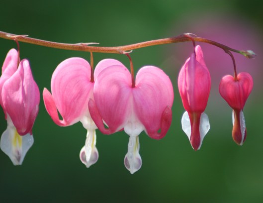 Bleeding Hearts are gorgeous.