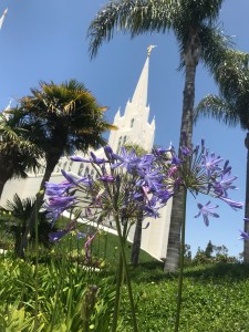 Purple flowers on the temple grounds.