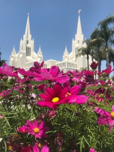 Pink flowers on the temple grounds
